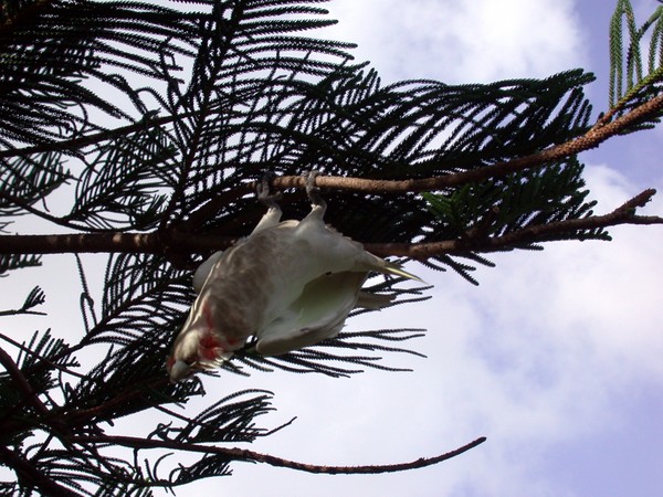 Western Corella